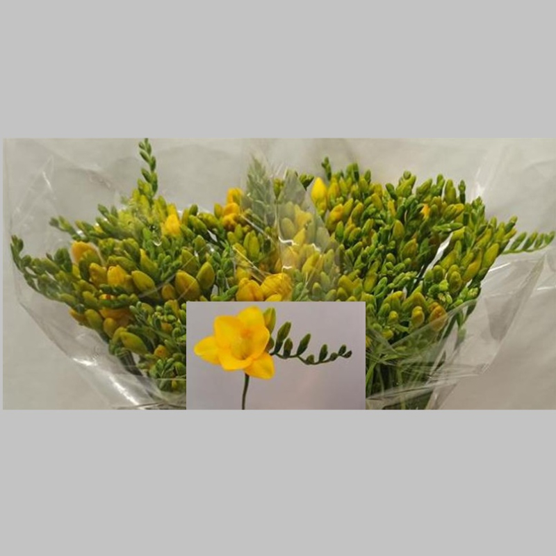 Frezii Galbene, 50 cm, Pachet (50 buc.) 